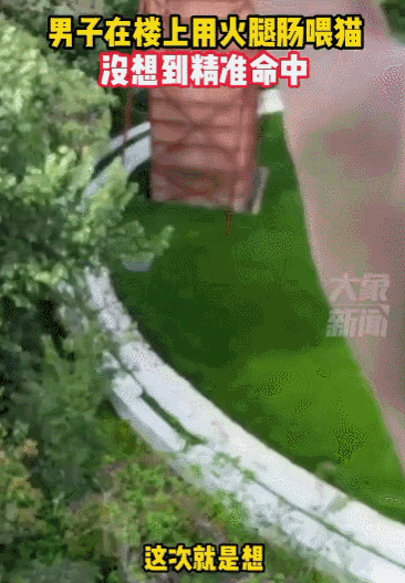 买到一盒肯德基猫爪蛋挞,我当场气死