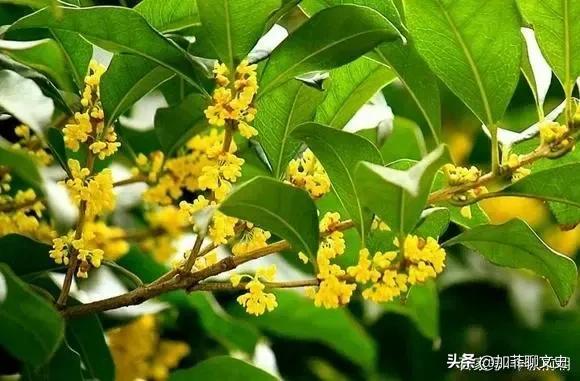 俗话说“五树进宅，人穷家败”，讲的是哪5种树？看完的确如此