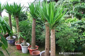 看看在你的房子里有吗？这些花全有毒，我家有好几种图片