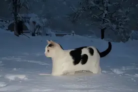 二阳了发朋友圈文案图片