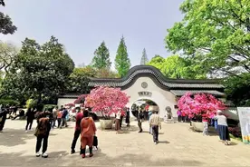 这里的花都开成瀑布了！来上海植物园，把花仙子带回家！图片