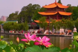 “荷”你相约诗情画意的大观楼公园图片