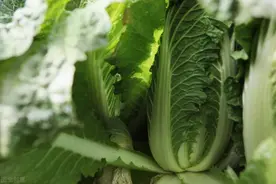 福州帝豪花园有业主在楼顶种菜！部门：原则上不允许图片