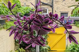 室内养也能生长开花的油画婚礼吊兰，花叶都好看，很难不喜欢它图片