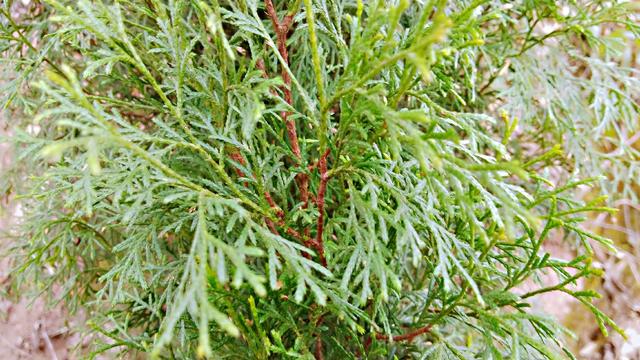 侧柏树上结的果实，做个枕头睡觉，养心安神助睡眠