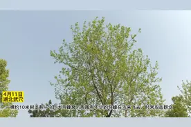 马蜂10米高空筑巢，当季小心马蜂蜇人！图片