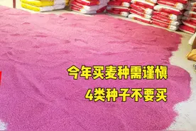 今年购买麦种需谨慎，4类种子不要买，假种子套路多！小心被忽悠图片