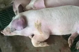 猪出现喘气腹式呼吸。又没有发烧，这种病怎么治？图片