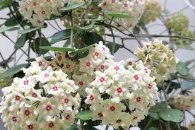 这4种肥料，不要当“底肥”，好多人养不好花，就是使用不当导致图片