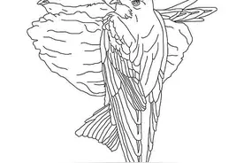 食材文化：深入解析什么是燕窝图片