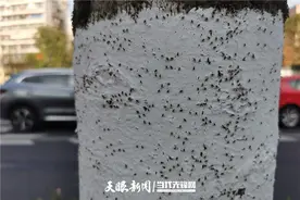 「天眼问政」贵阳花冠路行道树怎么了？密密麻麻爬满黑色小虫图片