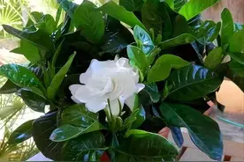 5种漂亮花，稍有不慎，容易黄叶腐烂、掉花苞，你家有吗图片