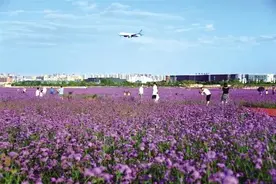免费开放！兰州这片“神秘”花海刷屏！多图直击，错过要等明年......图片