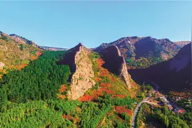 笑起来真好看｜“紫珠珠”变“钱串串”图片