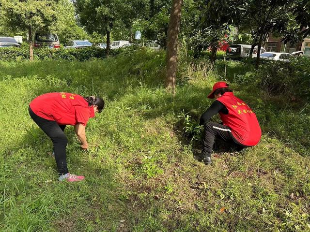 东湖新技术开发区豹澥街分类专班黄金堂社区开展清洁家园活动