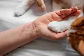 1026大家帮｜女子十年打了40多针狂犬疫苗!现在真的很难受!图片