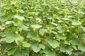 黄瓜、南瓜光长秧子不结瓜怎么办？瓜长不大就黄掉？该如何管理？图片