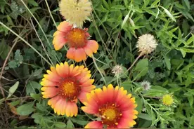 婚礼祝福贺词图片