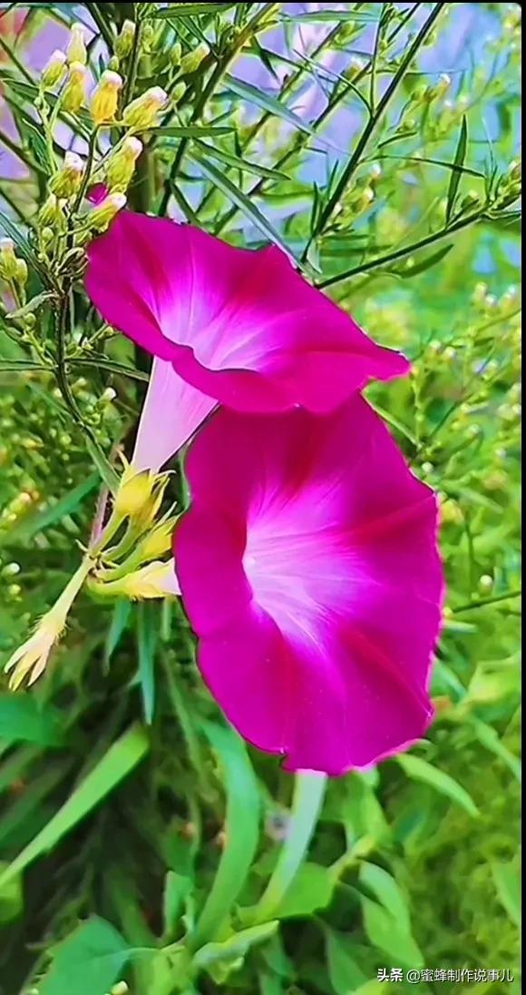 一束鲜花，醉蓝天