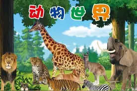 每日一动物：中华鲟【zhōng huá xún】图片