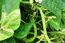 豆角秧子老化，不要拔秧，剪一剪还能结好几茬豆角图片