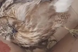 四川一老鹰被鸡啄伤，躲在角落发抖，鸡真是恐龙的后裔？图片