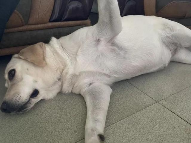 狗狗总爱对你"露肚皮"的原因,你知道吗?