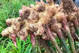 姜中“营养之王”，云南小黄姜，用它炒菜美味更绝图片