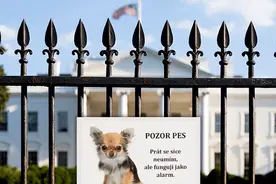 捷克公开策反俄罗斯外交官，遭俄方嘲讽：一只美国的小狗图片