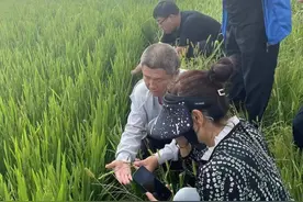 注意！事关农作物病虫害防控图片