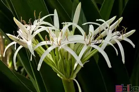 Sbike动植物百科：佛教五树六花中的“六花”是哪六种花卉？图片