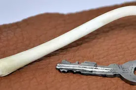 古人类选择丢掉阴茎骨！灵长类动物有阴茎硬骨，只有人类是例外？图片