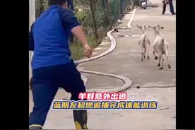 江西南昌 羊了个羊出逃，消防员被迫陪跑追回图片