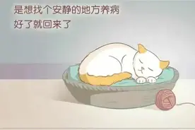 猫在临终时，会做些什么？“猫的第一视角”看完泪目了图片