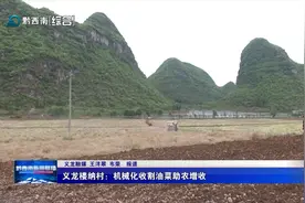 义龙楼纳村：机械化收割油菜助农增收图片