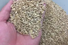 野钓饵料谁是真正的“王中王”？这5种天然饵料从未被超越图片