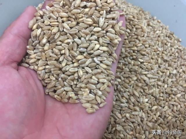 野钓饵料谁是真正的“王中王”？这5种天然饵料从未被超越