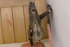 广西女子家中出现怪鸟，单翅扶墙不肯走，原来又是“牢底坐穿兽”图片