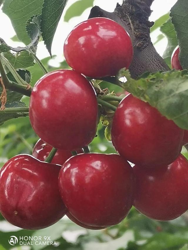 氨基酸营养液涂干究竟是坑还是金？