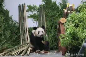 “我为熊猫狂”：被笃信的谣言，被围攻的科普图片