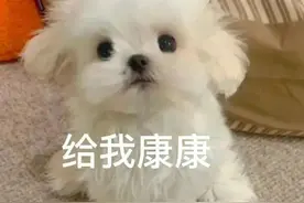 表情包：我太困了图片