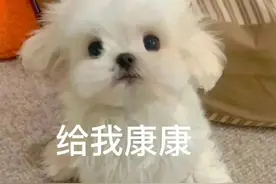 表情包：我太困了图片