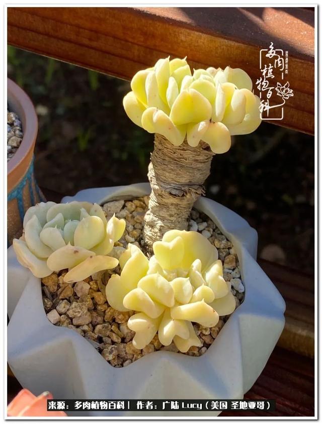 疫情送给我的礼物:肉肉娃和狗狗娃