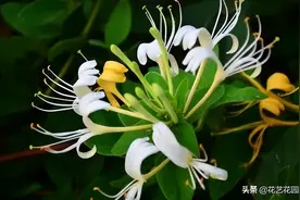 这几种花，老中医都喜欢，赶紧养一盆，长寿又健康（值得收藏）图片