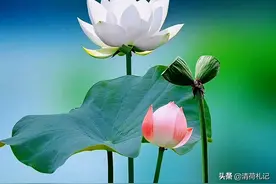 清荷札记——人生如禅，深情落款图片