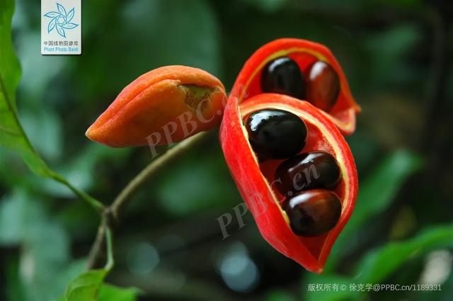 巧笑倩兮，美目盼兮——苹婆果到底为何物？