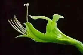 世所罕见，50种稀奇古怪的怪花分享图片