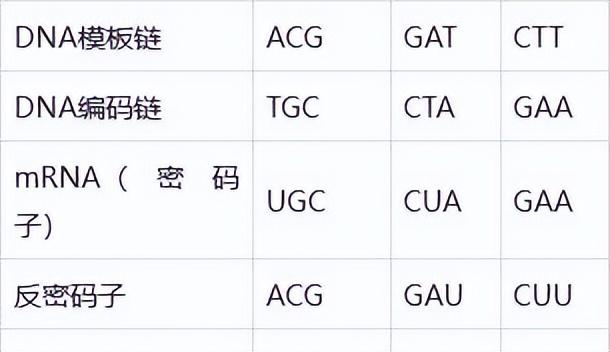 高中生物-基因的本质与表达