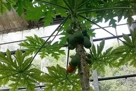 国内唯一的转基因水果是什么图片