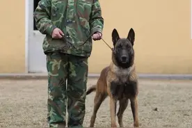 最优秀的几种“护卫犬”，养一只在家里，安全感爆棚图片